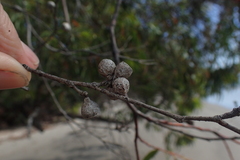 Eucalyptus nitida