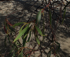 Eucalyptus nitida