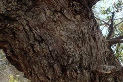 Eucalyptus nitida
