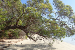Eucalyptus nitida