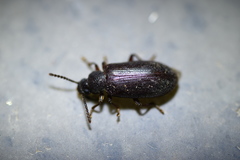Luprops orientalis