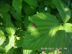 Olethreutes subtilana