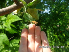 Olethreutes subtilana