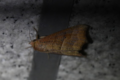 Gonitis mesogona