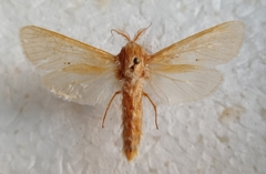 Phragmacossia albida