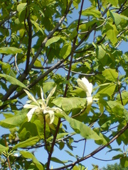 Magnolia ovata