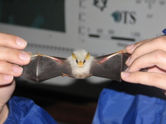 Ectophylla alba image