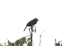Lybius bidentatus