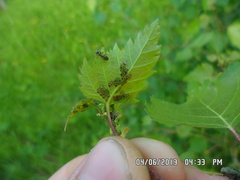 Callipterinella tuberculata