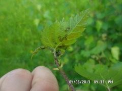 Callipterinella tuberculata