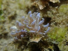 Phyllodesmium crypticum