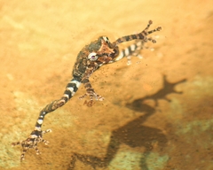 Scinax catharinae