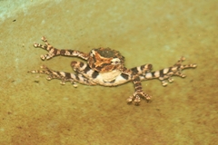 Scinax catharinae
