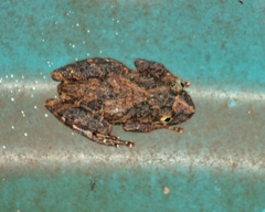 Scinax catharinae