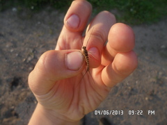 Siphlonurus lacustris