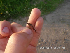 Siphlonurus lacustris