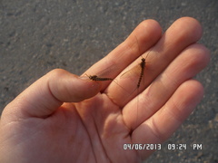 Siphlonurus lacustris