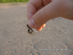 Siphlonurus lacustris