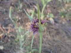 Tragopogon coelesyriacus