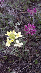 Erysimum flavum altaicum