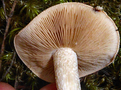 Hebeloma lacteocoffeatum