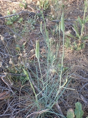 Tragopogon coelesyriacus