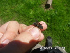 Hybomitra bimaculata