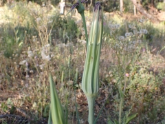 Tragopogon coelesyriacus
