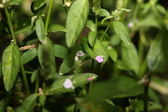 Rostellularia obtusa