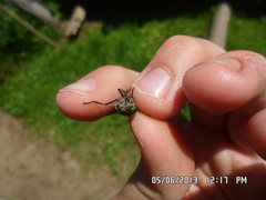 Hybomitra bimaculata