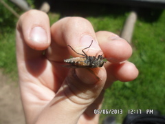 Hybomitra bimaculata