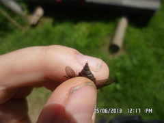 Hybomitra bimaculata