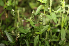 Rostellularia obtusa