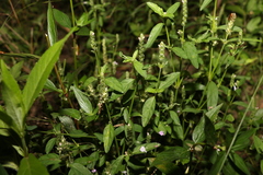 Rostellularia obtusa