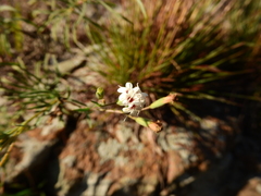 Stevia multiaristata