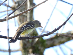 Elaenia sordida