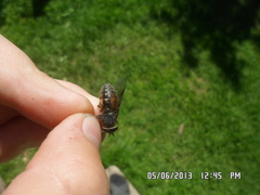 Hybomitra bimaculata