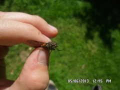 Hybomitra bimaculata