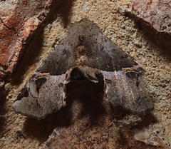 Targalla subocellata