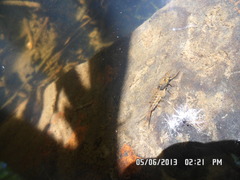 Siphlonurus lacustris