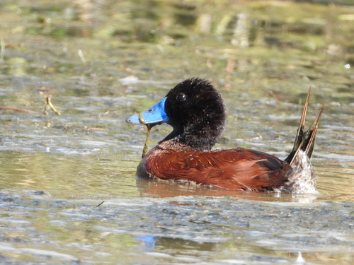 Gobernador Dupuy Check List · iNaturalist