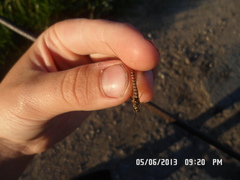 Siphlonurus lacustris