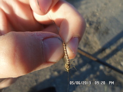 Siphlonurus lacustris