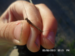 Siphlonurus lacustris