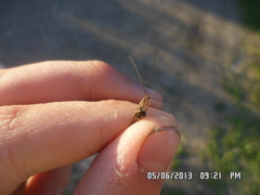 Siphlonurus lacustris