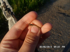 Siphlonurus lacustris