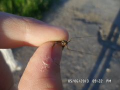 Siphlonurus lacustris