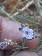 Lamiaceae