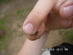 Siphlonurus lacustris