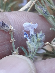 Lamiaceae